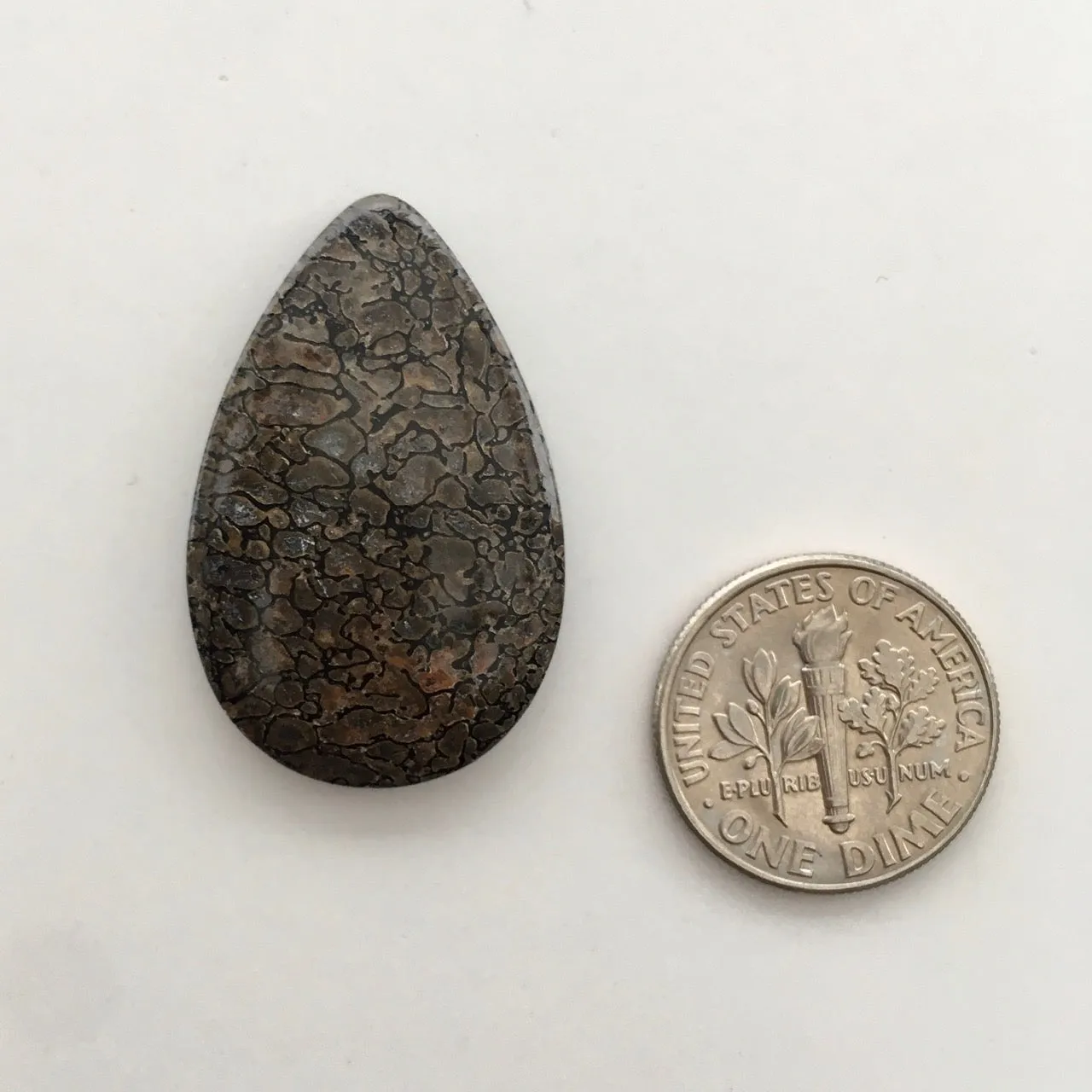 Fossilized Dinosaur Bone