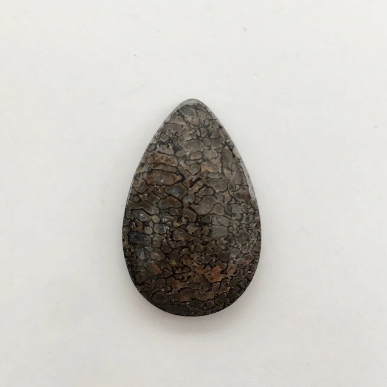 Fossilized Dinosaur Bone
